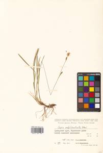 Carex umbrosa subsp. pseudosabynensis T.V.Egorova, Siberia, Russian Far East (S6) (Russia)