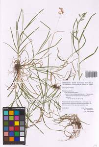 Poa supina Schrad., Eastern Europe, Central region (E4) (Russia)
