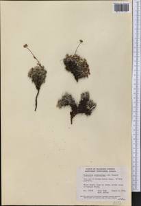 Potentilla uniflora Ledeb., America (AMER) (Canada)