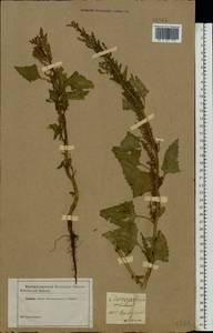 Oxybasis urbica (L.) S. Fuentes, Uotila & Borsch, Eastern Europe, Central forest-and-steppe region (E6) (Russia)