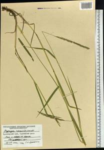 Elymus repens (L.) Gould, Siberia, Central Siberia (S3) (Russia)