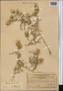 Centaurea iberica Trevis. ex Spreng., Middle Asia, Western Tian Shan & Karatau (M3) (Kazakhstan)