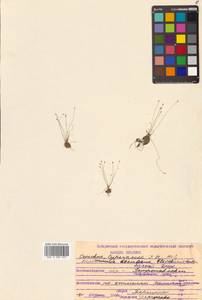 Eleocharis yokoscensis (Franch. & Sav.) Tang & F.T.Wang, Siberia, Russian Far East (S6) (Russia)