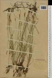 Carex praecox Schreb., Eastern Europe, South Ukrainian region (E12) (Ukraine)