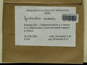 Syntrichia ruralis (Hedw.) F. Weber & D. Mohr, Bryophytes, Bryophytes - Central forest-and-steppe region (B10) (Russia)