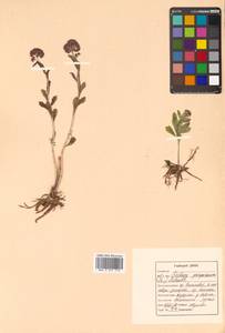 Hylotelephium telephium (L.) H. Ohba, Siberia, Russian Far East (S6) (Russia)