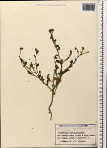 Heliotropium ellipticum Ledeb., Caucasus, Armenia (K5) (Armenia)