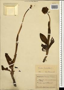 Neotinea tridentata (Scop.) R.M.Bateman, Pridgeon & M.W.Chase, Caucasus, Abkhazia (K4a) (Abkhazia)
