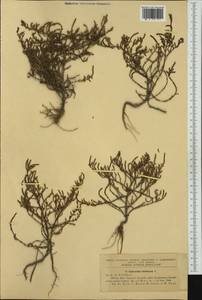 Salicornia europaea L., Western Europe (EUR) (Romania)