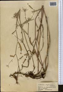 Bupleurum krylovianum Schischk. ex G. V. Krylov, Middle Asia, Dzungarian Alatau & Tarbagatai (M5) (Kazakhstan)