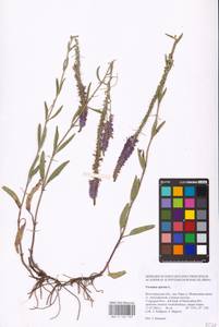 MHA 0 160 769, Veronica spicata L., Eastern Europe, Lower Volga region (E9) (Russia)