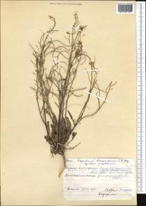 Sisymbrium brassiciforme C. A. Mey., Middle Asia, Pamir & Pamiro-Alai (M2) (Kyrgyzstan)