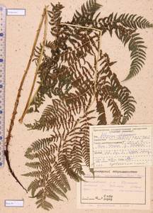 Athyrium monomachii (Kom.) Kom., Siberia, Altai & Sayany Mountains (S2) (Russia)