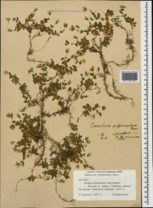 Cerastium polymorphum Rupr., Caucasus, North Ossetia, Ingushetia & Chechnya (K1c) (Russia)