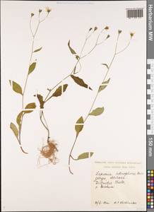 Lapsana communis subsp. intermedia (M. Bieb.) Hayek, Caucasus, Georgia (K4) (Georgia)