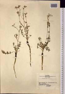 Carum carvi L., Siberia, Altai & Sayany Mountains (S2) (Russia)