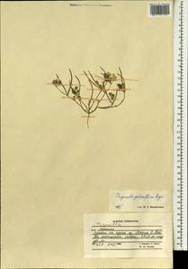 Trigonella geminiflora Bunge, South Asia, South Asia (Asia outside ex-Soviet states and Mongolia) (ASIA) (Afghanistan)