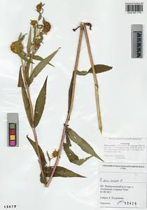 Bidens cernua L., Siberia, Altai & Sayany Mountains (S2) (Russia)