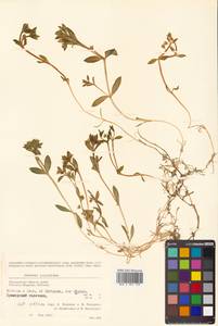 Honckenya peploides subsp. major (Hook.) Hultén, Siberia, Chukotka & Kamchatka (S7) (Russia)