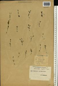 Lythrum borysthenicum (Schrank) Litv., Eastern Europe, South Ukrainian region (E12) (Ukraine)