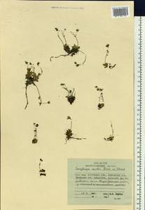 Micranthes merkii subsp. merkii, Siberia, Chukotka & Kamchatka (S7) (Russia)