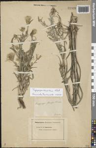 Tragopogon tanaiticus Artemczuk, Eastern Europe, Lower Volga region (E9) (Russia)