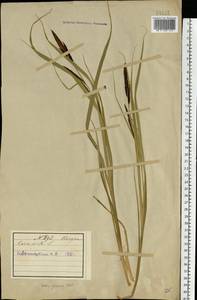 Carex acuta L., Eastern Europe, Northern region (E1) (Russia)