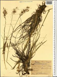 Bromus variegatus M.Bieb., Caucasus, Stavropol Krai, Karachay-Cherkessia & Kabardino-Balkaria (K1b) (Russia)