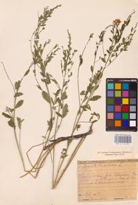 Genista tinctoria L., Eastern Europe, Middle Volga region (E8) (Russia)