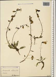 Campanula collina Sims, Caucasus (no precise locality) (K0)