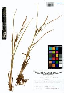 Carex vesicata Meinsh., Siberia, Baikal & Transbaikal region (S4) (Russia)