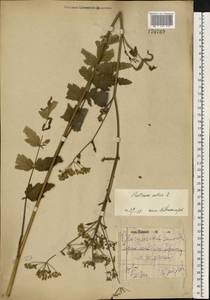 Pastinaca sativa L., Eastern Europe, Middle Volga region (E8) (Russia)