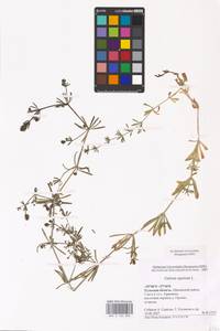 Galium spurium L., Eastern Europe, Central region (E4) (Russia)