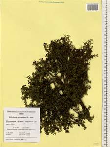 Kalmia procumbens (L.) Gift, Kron & P. F. Stevens, Eastern Europe, Northern region (E1) (Russia)