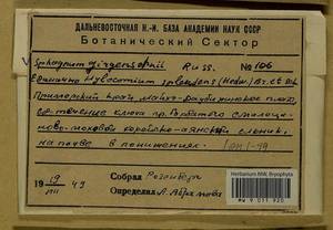 Hylocomium splendens (Hedw.) Schimp., Bryophytes, Bryophytes - Russian Far East (excl. Chukotka & Kamchatka) (B20) (Russia)