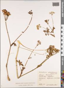 Heracleum chorodanum (Hoffm.) DC., Caucasus, Georgia (K4) (Georgia)