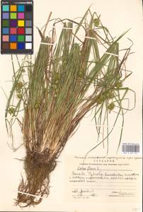 Carex flava L., Eastern Europe, Moscow region (E4a) (Russia)