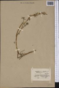 Sesuvium portulacastrum (L.) L., America (AMER) (United States)