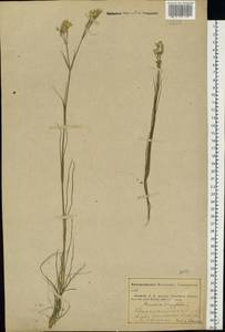 Eremogone longifolia (M. Bieb.) Fenzl, Eastern Europe, Middle Volga region (E8) (Russia)
