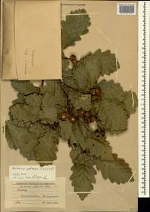 Quercus petraea (Matt.) Liebl., Caucasus, Black Sea Shore (from Novorossiysk to Adler) (K3) (Russia)