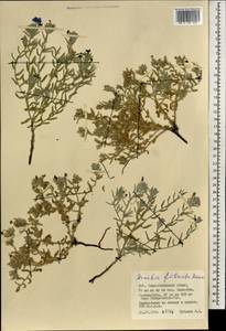 Arnebia fimbriata Maxim., Mongolia (MONG) (Mongolia)