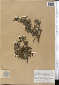 Lonicera microphylla Willd. ex Roem. & Schult., Middle Asia, Western Tian Shan & Karatau (M3) (Kyrgyzstan)