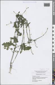 Sisymbrium officinale (L.) Scop., Eastern Europe, Middle Volga region (E8) (Russia)