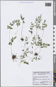 Cryptogramma stelleri (S. G. Gmel.) Prantl, Siberia, Central Siberia (S3) (Russia)