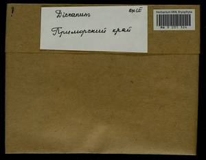 Dicranum, Bryophytes, Bryophytes - Russian Far East (excl. Chukotka & Kamchatka) (B20) (Russia)