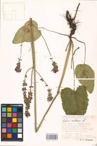 MHA 0 156 218, Salvia nutans L., Eastern Europe, Lower Volga region (E9) (Russia)