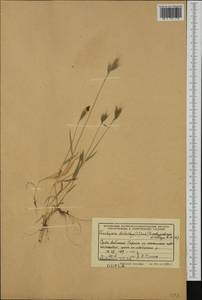 Brachypodium distachyon (L.) P.Beauv., Western Europe (EUR) (Albania)