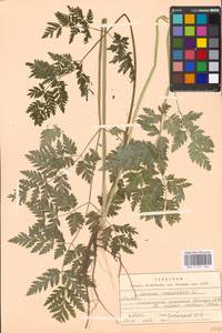 Conium maculatum L., Eastern Europe, Moscow region (E4a) (Russia)