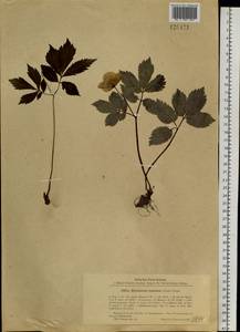 Hylomecon vernalis Maxim., Siberia, Russian Far East (S6) (Russia)