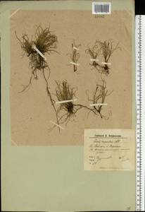Carex rupestris All., Eastern Europe, Northern region (E1) (Russia)
